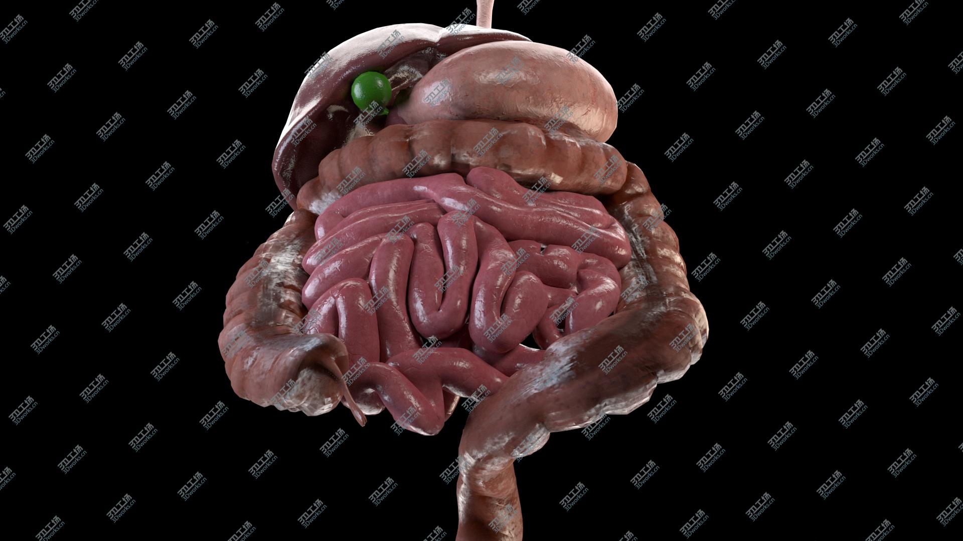 images/goods_img/202104093/Digestive system 3D model/3.jpg